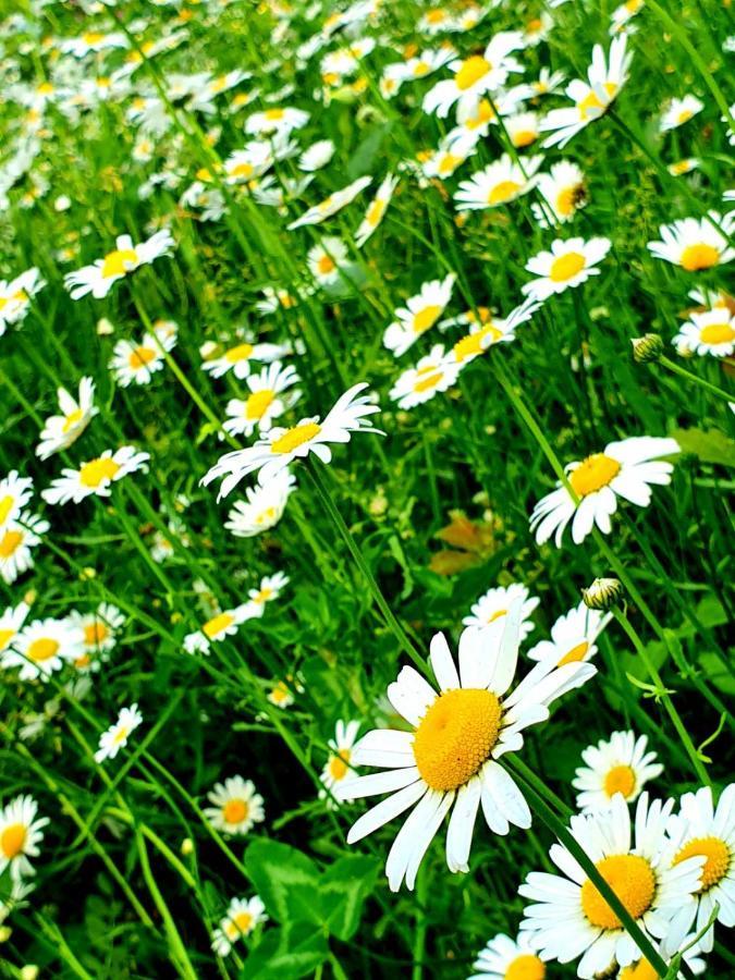 Guest House Ijevan'S Garden Екстер'єр фото