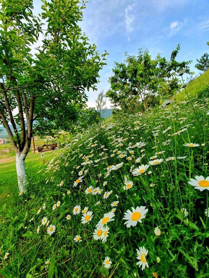 Guest House Ijevan'S Garden Екстер'єр фото