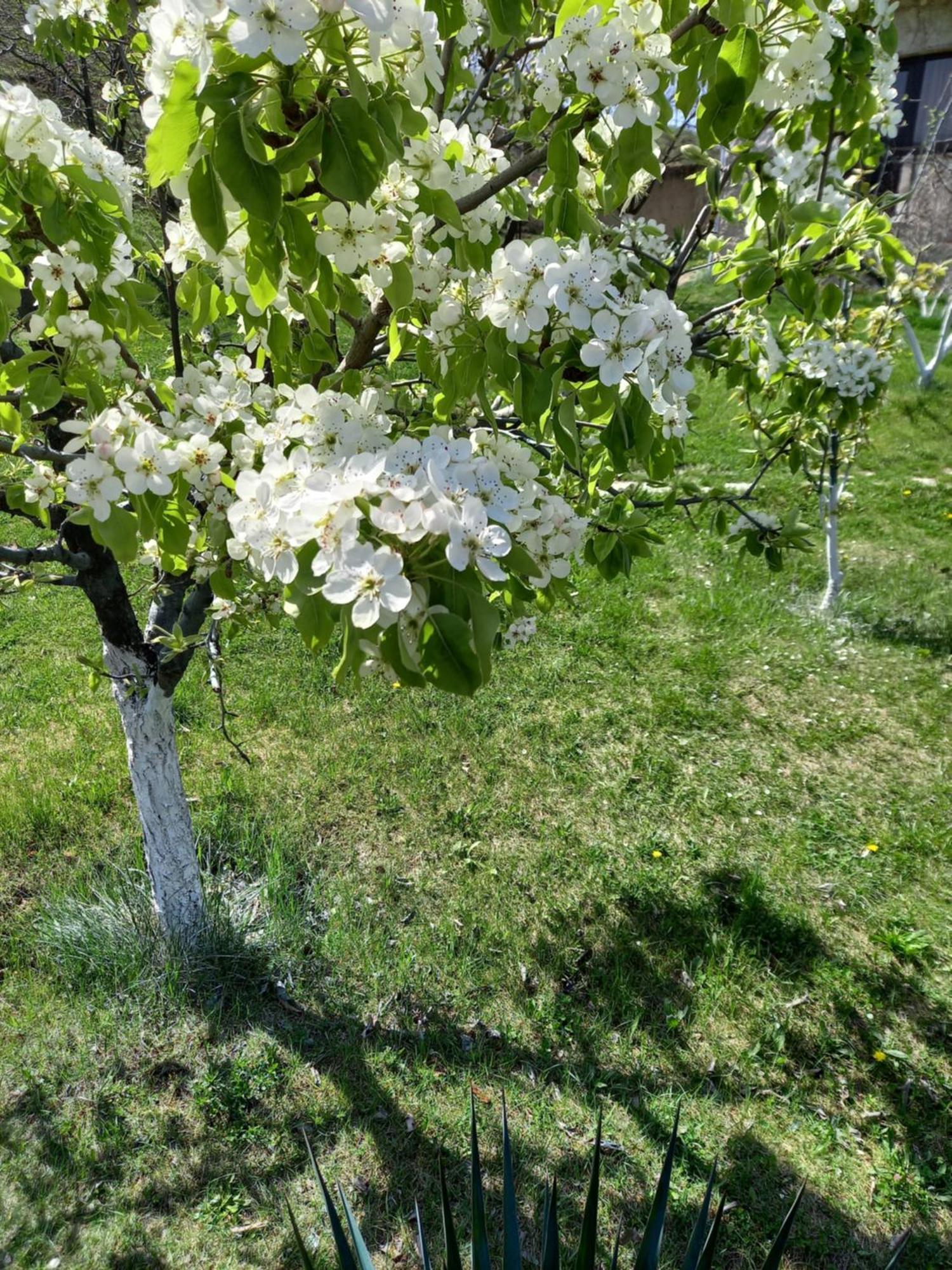 Guest House Ijevan'S Garden Екстер'єр фото