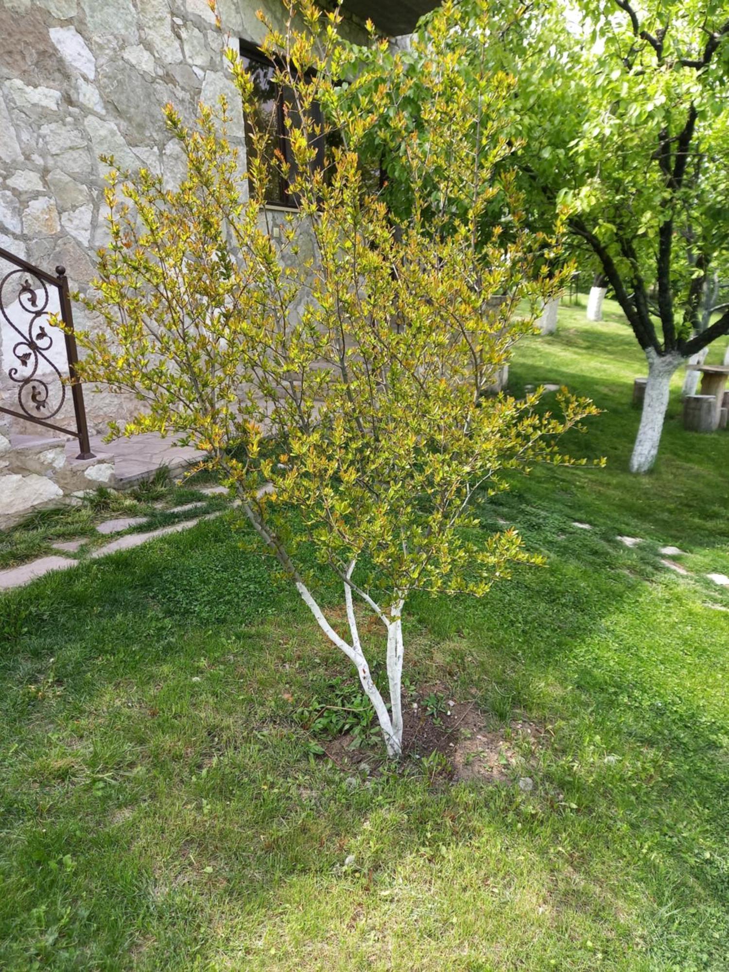 Guest House Ijevan'S Garden Екстер'єр фото