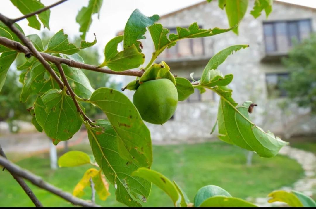 Guest House Ijevan'S Garden Екстер'єр фото